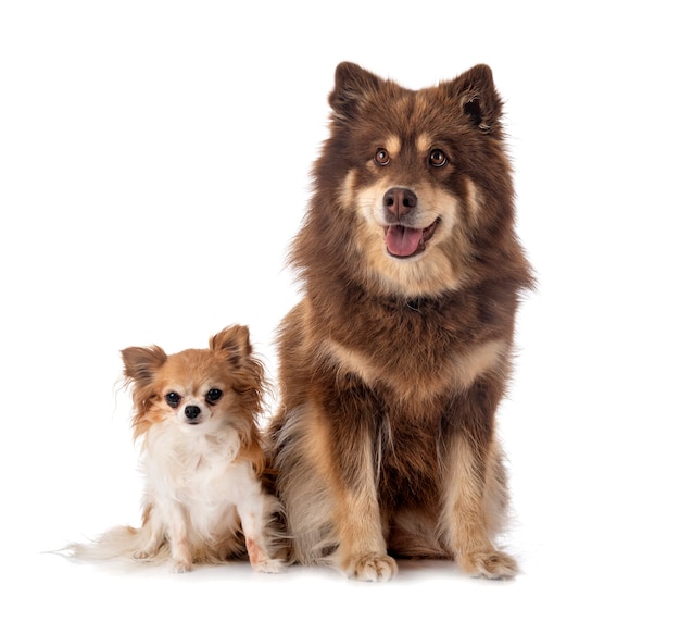 Finnischer Lapphund und Chihuahua vor weißem Hintergrund