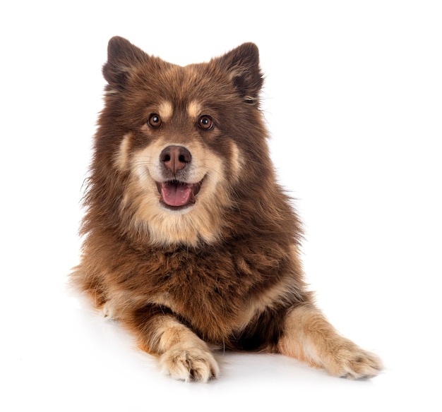 Finnischer Lapphund vor weißem Hintergrund