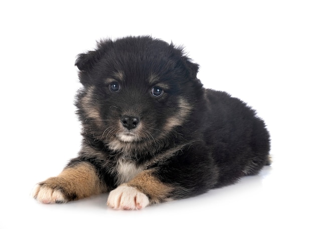 Finnischer Lapphund Welpen