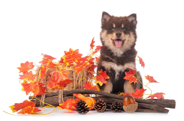 Finnischer Lapphundwelpe isoliert