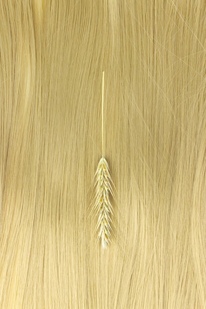 Fio de cabelo loiro com raminhos de trigo maduro em branco Cachos de cabelo Cabelo ondulado loiro em fundo branco Penteado de corte de cabelo de força de serviço de cabeleireiro