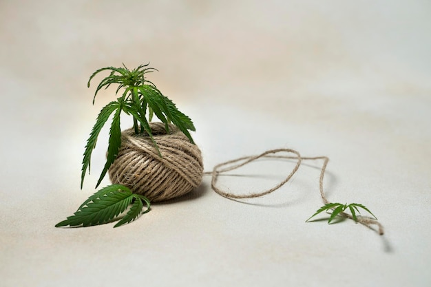 Fio de cânhamo natural ou corda com folhas de cannabis