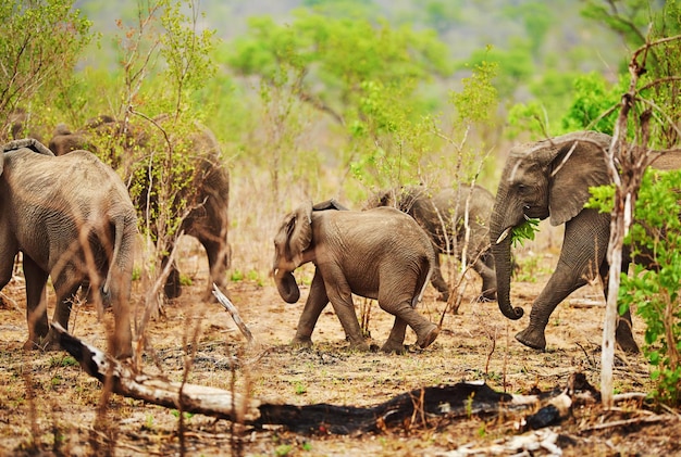 Fique com a manada foto recortada de uma manada de elefantes em seu habitat natural