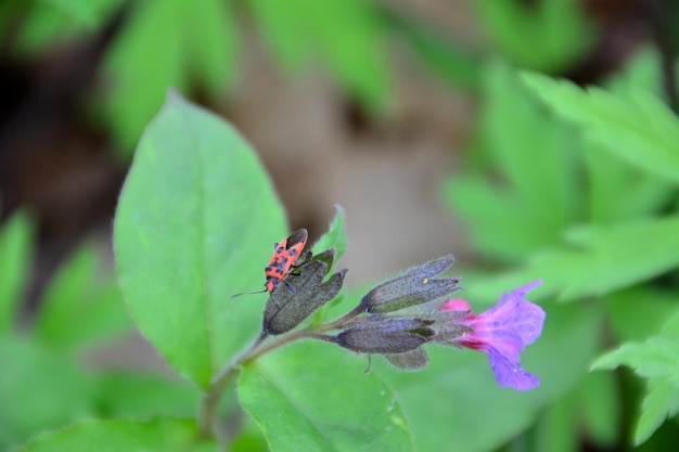 firebug isolado na cabeça de flor de lungwort, macro