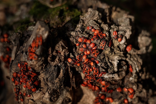 Firebug o fire bug - insecto rojo con puntos negros sobre fondo de madera.