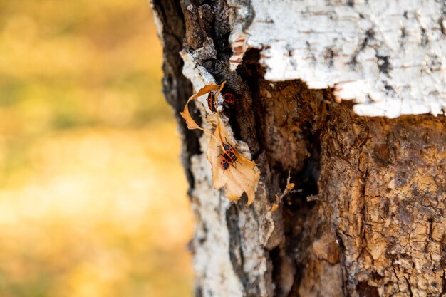 Firebugs na casca de árvore