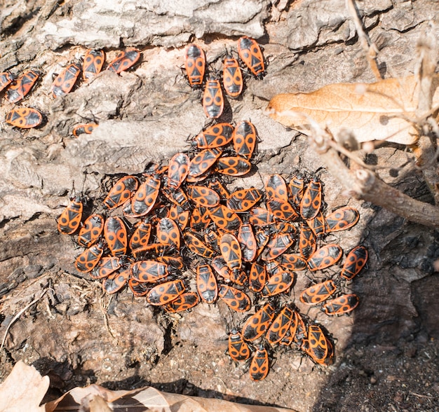 Firebugs o Pyrrhocoris Apterus a principios de la primavera