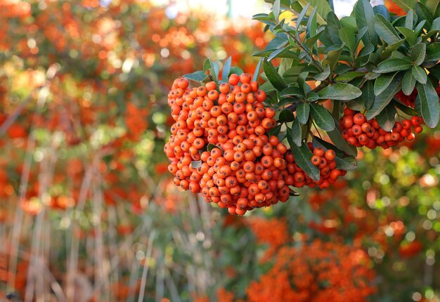 Firethorn Pyracantha coccinea Herbst-Hintergrund mit schöner Verschwörung