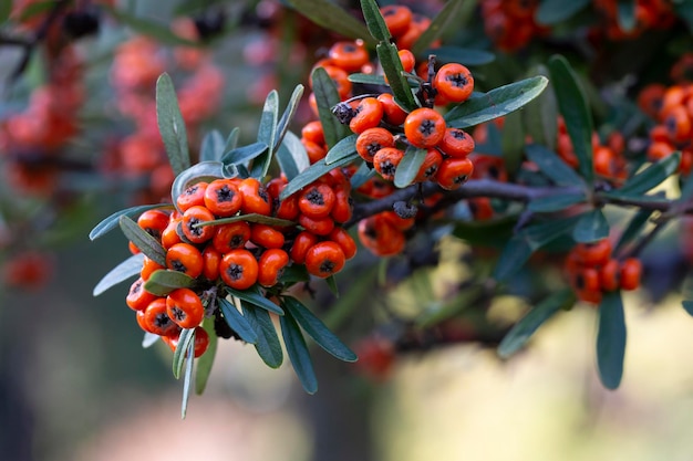 Firethorn pyracantha frutos maduros en otoño closeup