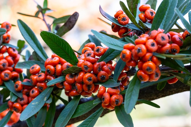 Firethorn pyracantha reife Früchte im selektiven Fokus der Herbstnahaufnahme