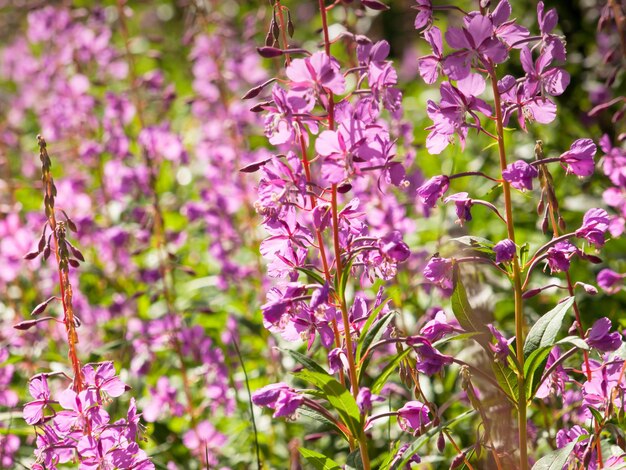 Fireweed flor silvestre rosa.