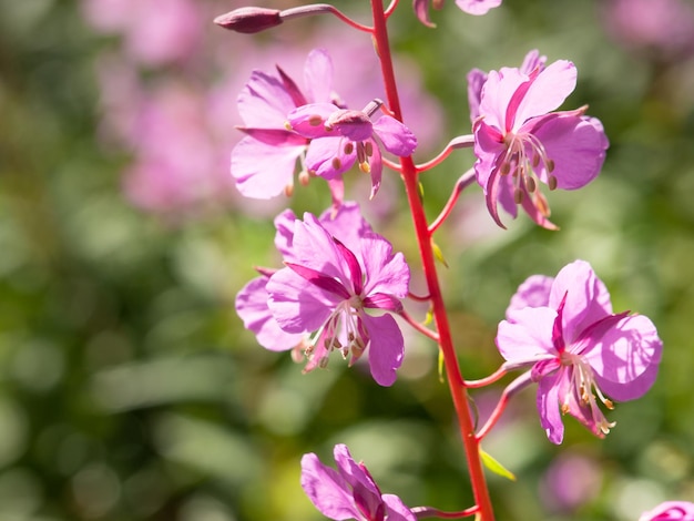 Fireweed flor silvestre rosa.