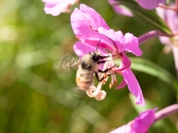 Fireweed flor silvestre rosa.