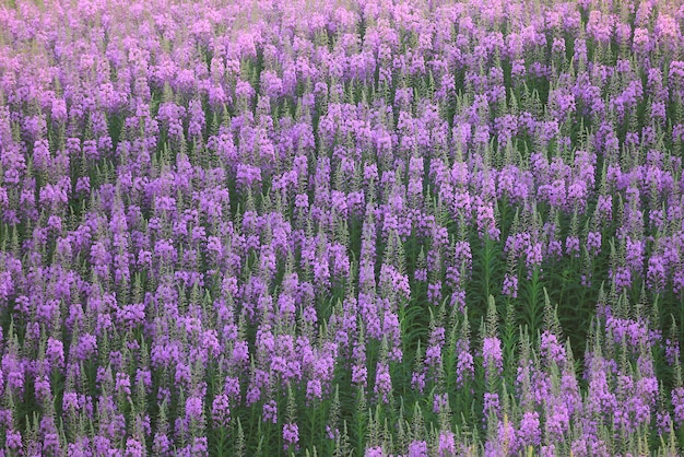 Foto fireweed fondo rosa flores ivan té