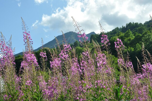 Fireweed en Valloire en los Alpes