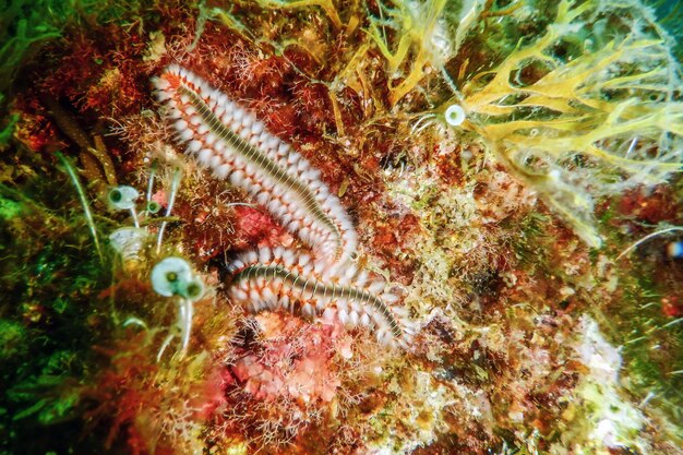 Foto fireworm barbudo hermodice carunculata subaquático mar mediterrâneo