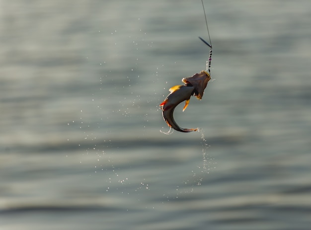 Foto fisch am haken