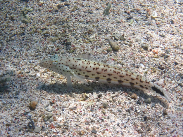 Fisch auf dem Boden