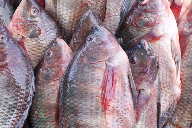 Fisch auf dem Markt