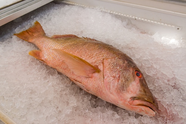 Fisch auf Eis im Gefrierschrank