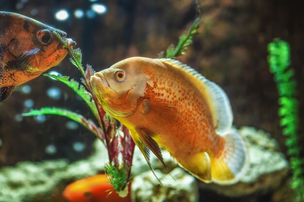 Foto fisch aus dem amazonasbecken