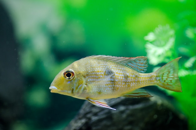 Fisch Cichlid Aquarium mit einem schönen Design. Gorizontak Foto