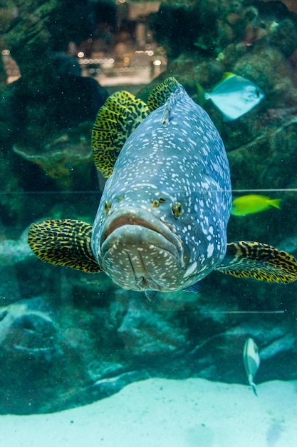 Fisch Großer Zackenbarsch