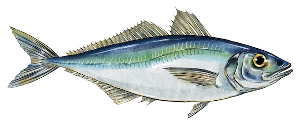 Fisch handgezeichnet in Aquarell und Tinte Köstliche Meeresfrüchte Ideal für ein Restaurantmenü oder ein Produktetikett