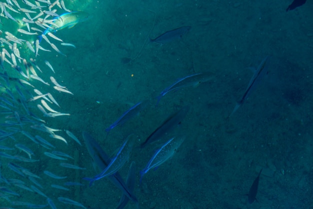 Fisch Hintergrund erschossen