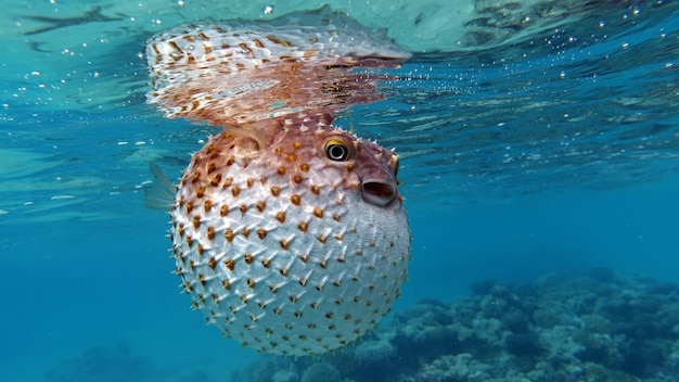 Fisch-Igel. Langstacheliger Igelfisch - wird bis zu 92 cm groß, ernährt sich von Seeigeln und Krabben.