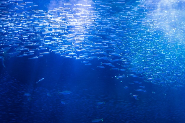 Fisch im Aquarium