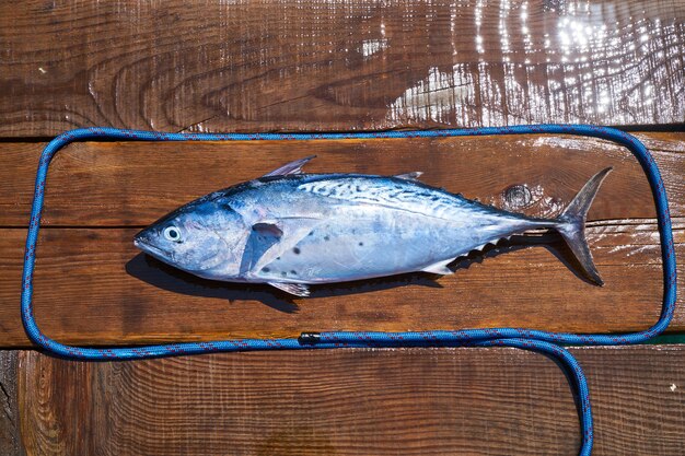 Fisch im Rahmen