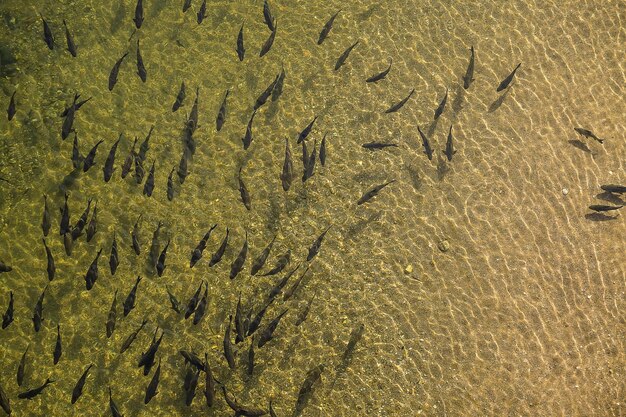 Fisch im Wasser