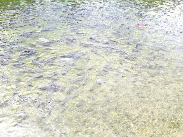 Fisch in Wasser