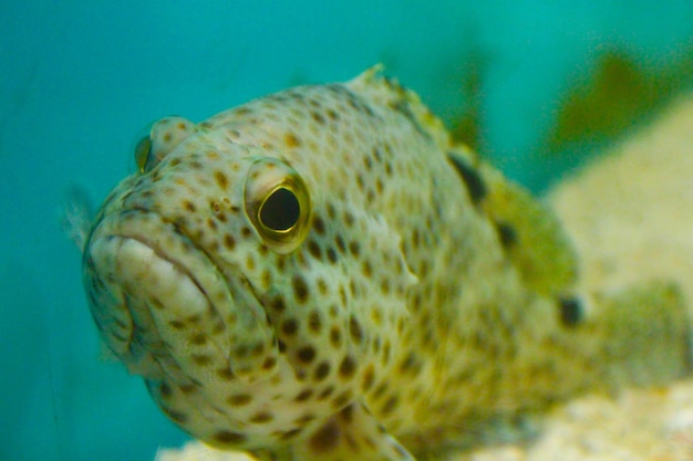 Fisch mit traurigem Gesicht