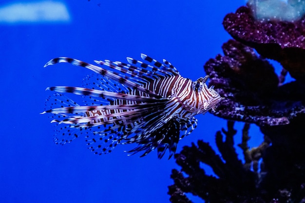 Fisch Rotfeuerfisch Zebra Pterois volitans