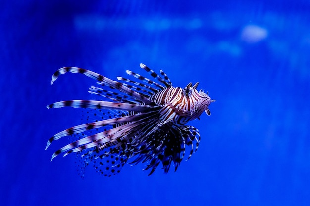 Fisch Rotfeuerfisch Zebra Pterois volitans