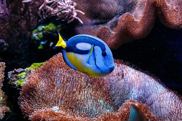 Fisch Royal Blue Surgeon Paracanthurus hepatus