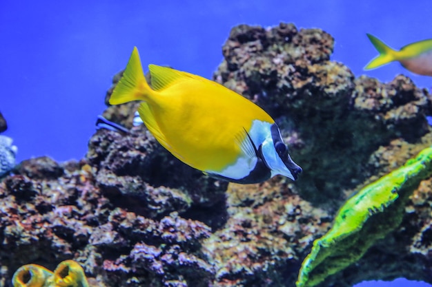 Fisch Siganus vulpinus schwimmt auf Korallenhintergrund im blauen Wasser