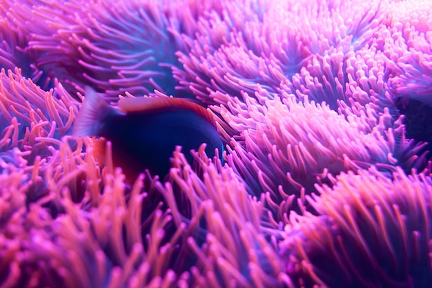 Fisch versteckt sich in seiner Anemone