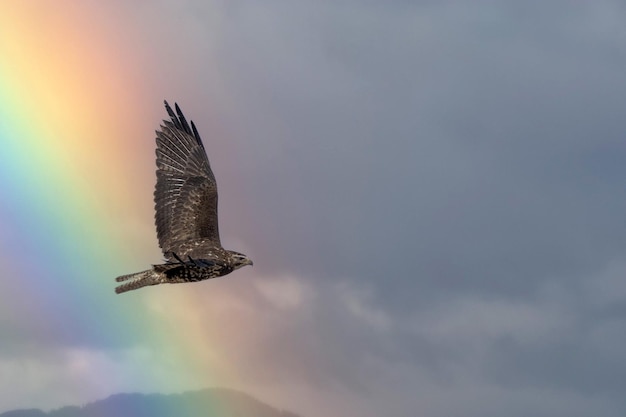 Fischadler fliegt mit Wolken und Regenbogen im Hintergrund