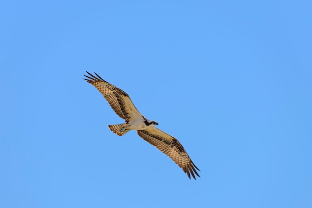 Fischadler im Flug