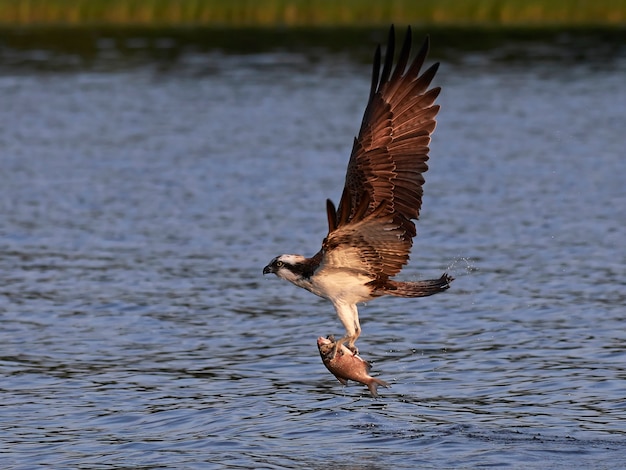 Foto fischadler (pandion haliaetus)