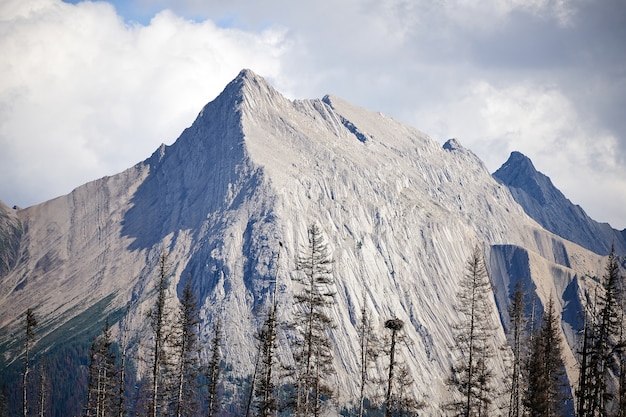 Fischadlernetz in Rocky Mountains Kanada