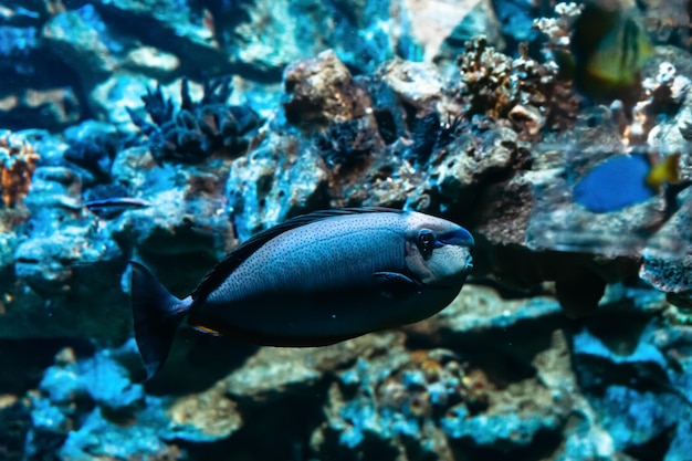 Fische am Boden eines Meerwasseraquariums