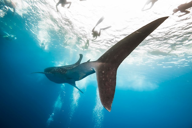 Fische, die unter Wasser schwimmen