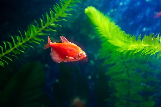 Fische im Aquarium Aquarium mit Fischen tropische Fische schwimmen im Aquarium