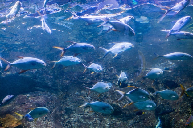 Fische im Aquarium Fische schwimmen im Aquarium