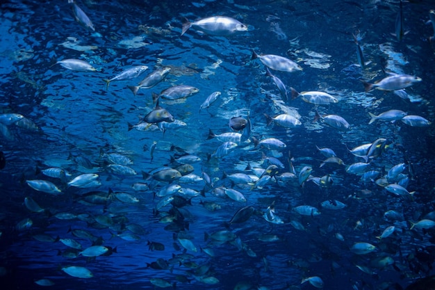 Fische im Aquarium unter Wassertieren