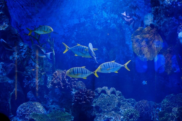 Fische im Aquarium unter Wassertieren